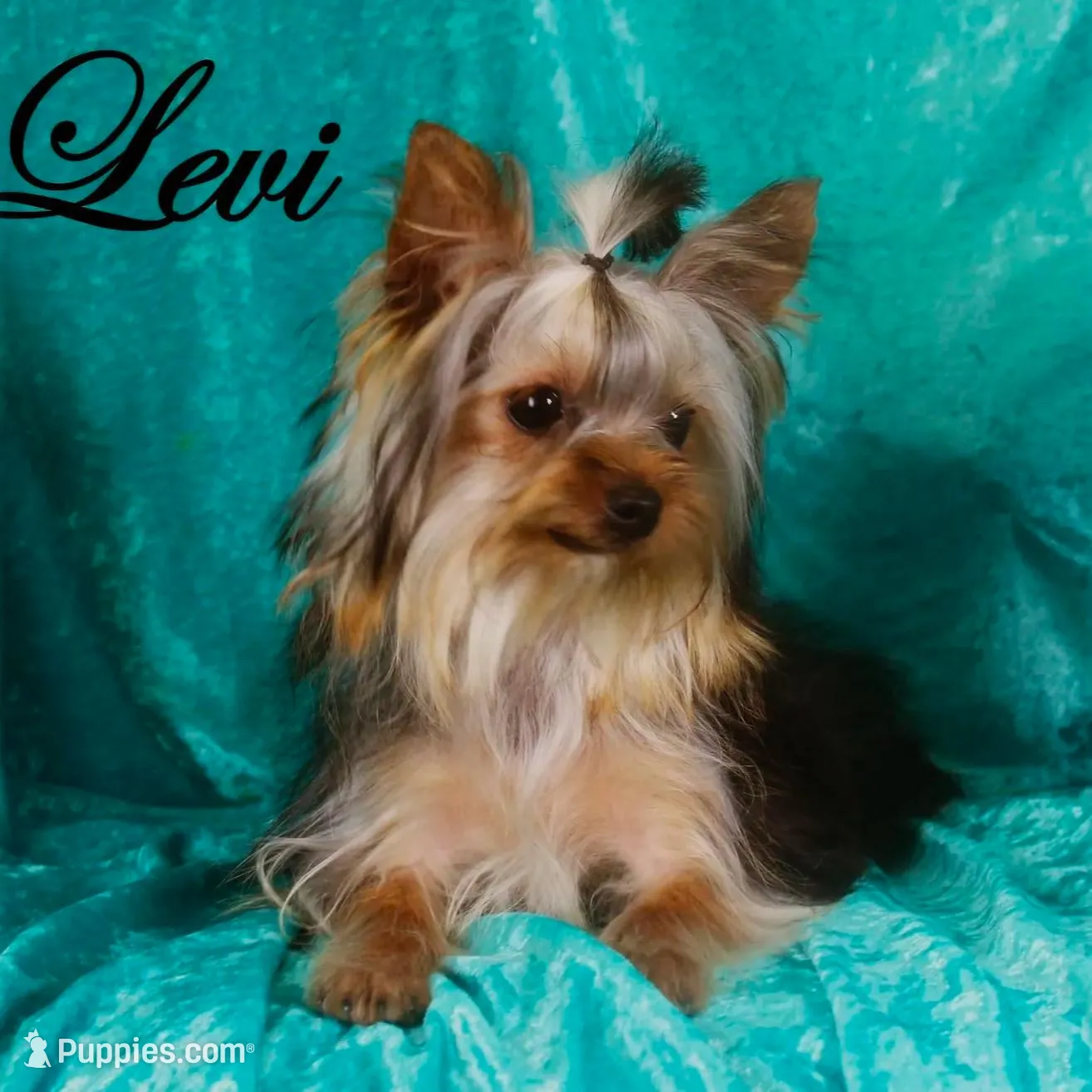 Sunny, AKC, a male Yorkshire Terrier for sale in Butler, MO – Photo 6 of 7