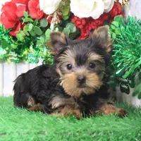 Sonny, AKC, a male Yorkshire Terrier for sale in Butler, MO – Photo 2 of 9