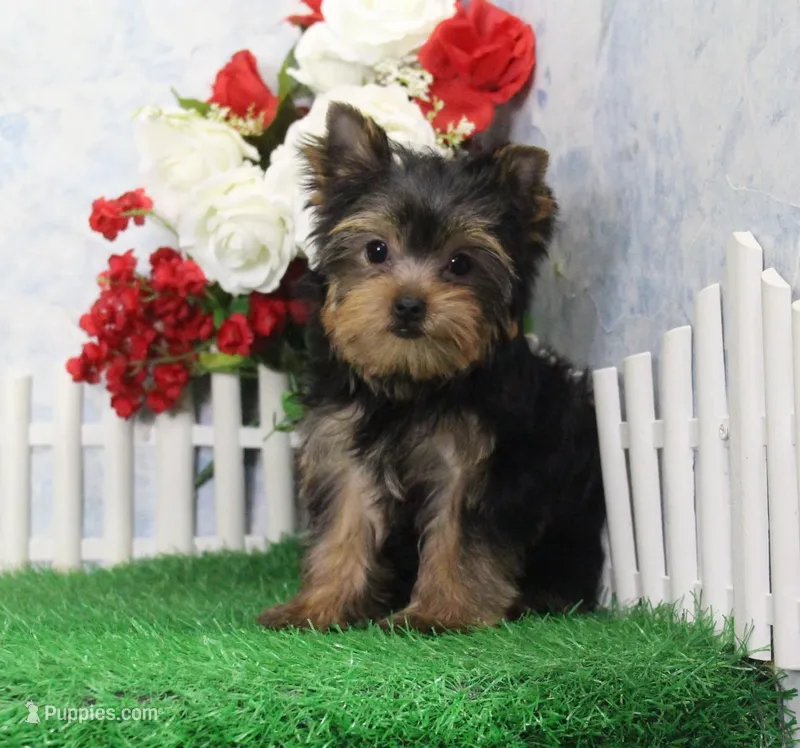Sonny, AKC – Yorkshire Terrier puppy for sale in Butler, MO