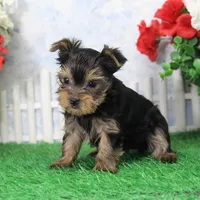 Sonny, AKC, a male Yorkshire Terrier for sale in Butler, MO – Photo 6 of 9