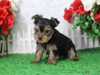Sunny, AKC, a male Yorkshire Terrier for sale in Butler, MO – Photo 4 of 7