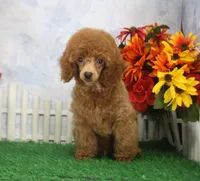 Marlo, AKC Champion Sired, a male Poodle - Toy  for sale in Butler, MO – 4 of 7
