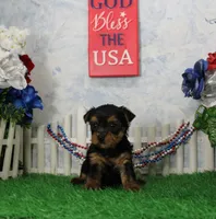 Yesterday, AKC, a female Yorkshire Terrier for sale in Butler, MO – 4 of 4