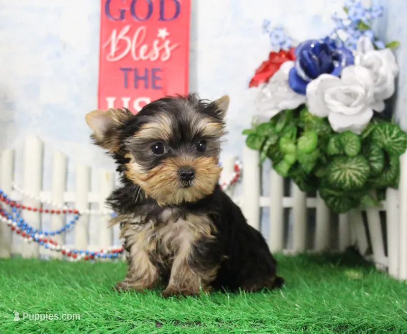 Lance,AKC – Yorkshire Terrier puppy for sale in Butler, MO
