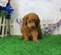 Freddy, AKC Champion Sired, a male Poodle - Toy  for sale in Butler, MO – 2 of 4