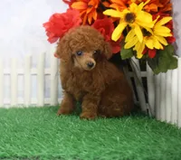 Rose, AKC Champion Sired, a female Poodle - Toy  for sale in Butler, MO – 4 of 4