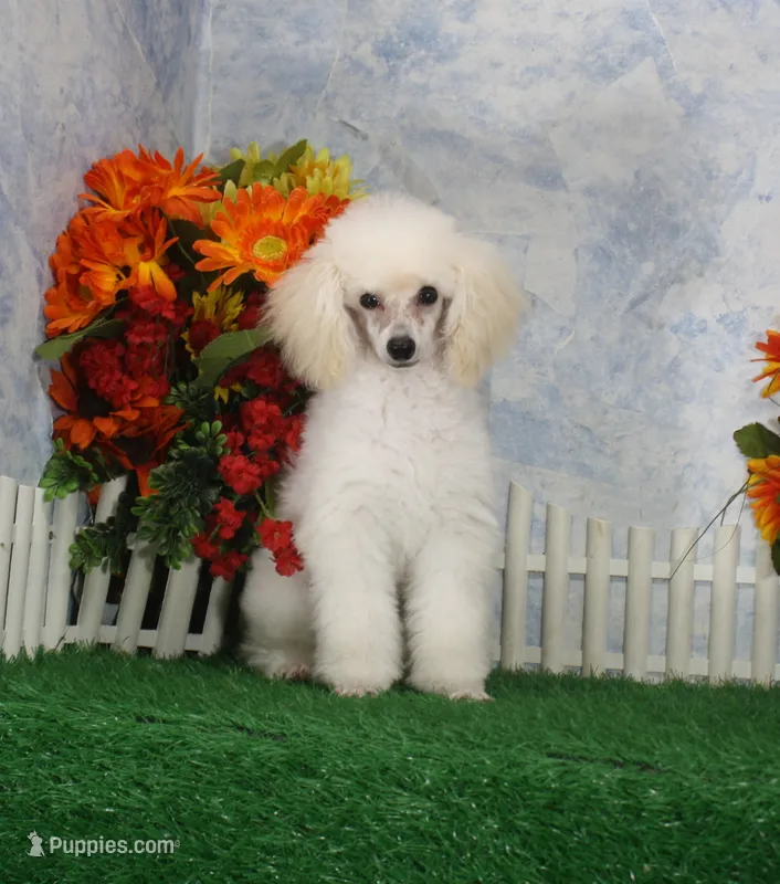 Shazam, AKC Champion Sired – Poodle - Toy  puppy for sale in Butler, MO