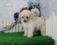 Stan, AKC Champion Sired, a male Poodle - Toy  for sale in Butler, MO – 5 of 7