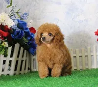 Freddy, AKC Champion Sired, a male Poodle - Toy  for sale in Butler, MO – 4 of 7