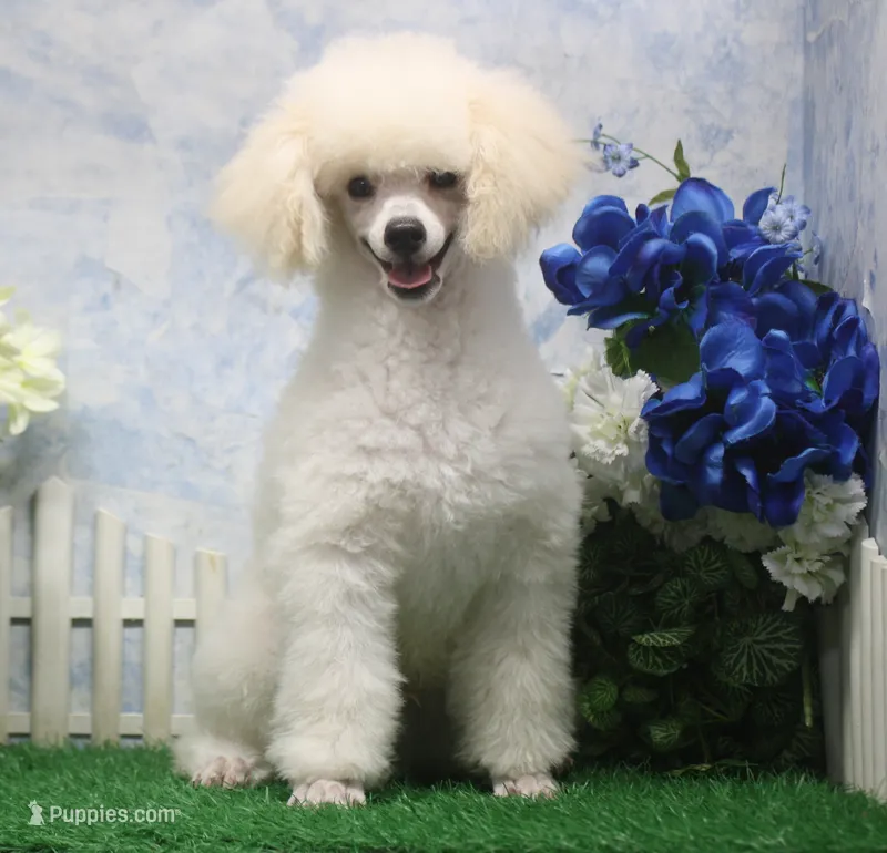 Sampson, AKC Champion Sired – Poodle - Toy  puppy for sale in Butler, MO
