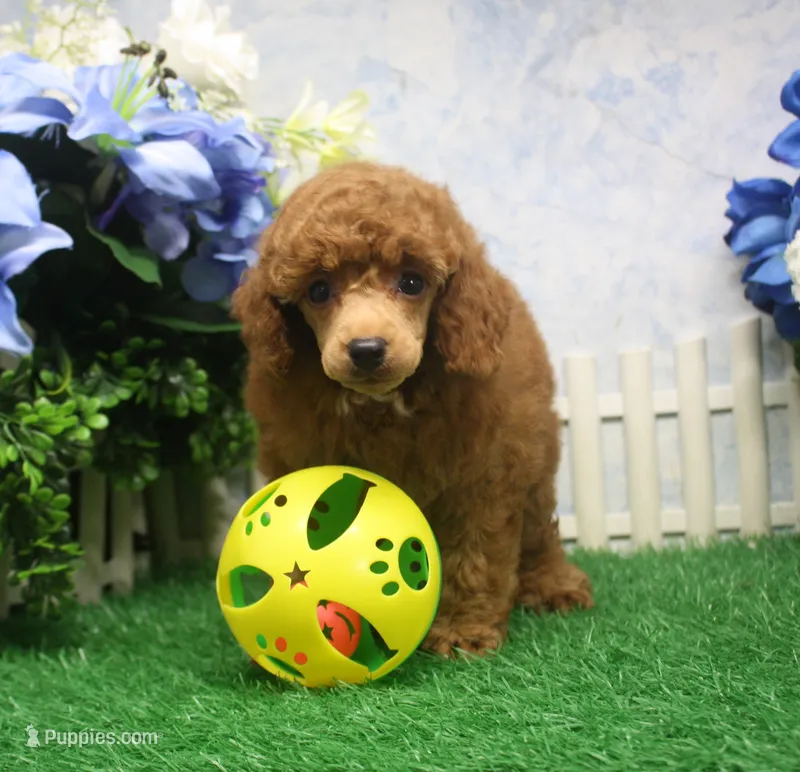 Marlo, AKC Champion Sired – Poodle - Toy  puppy for sale in Butler, MO
