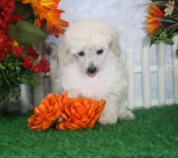 Diamond, AKC Champion Sired, a female Poodle - Toy  for sale in Butler, MO – 3 of 4