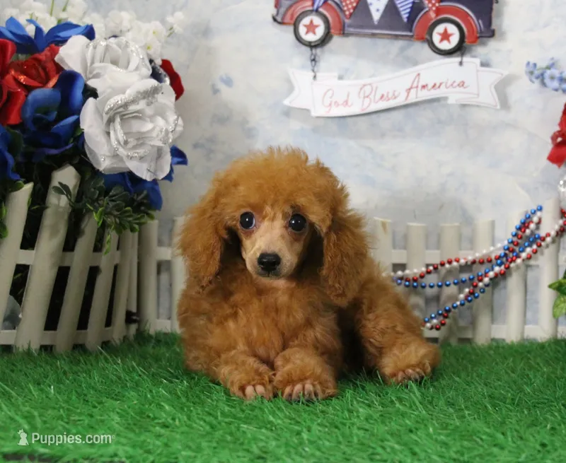 Skipper, AKC Champion Sired – Poodle - Toy  puppy for sale in Butler, MO