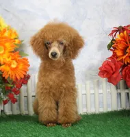 Tate, AKC Champion Sired, a male Poodle - Toy  for sale in Butler, MO – 3 of 8