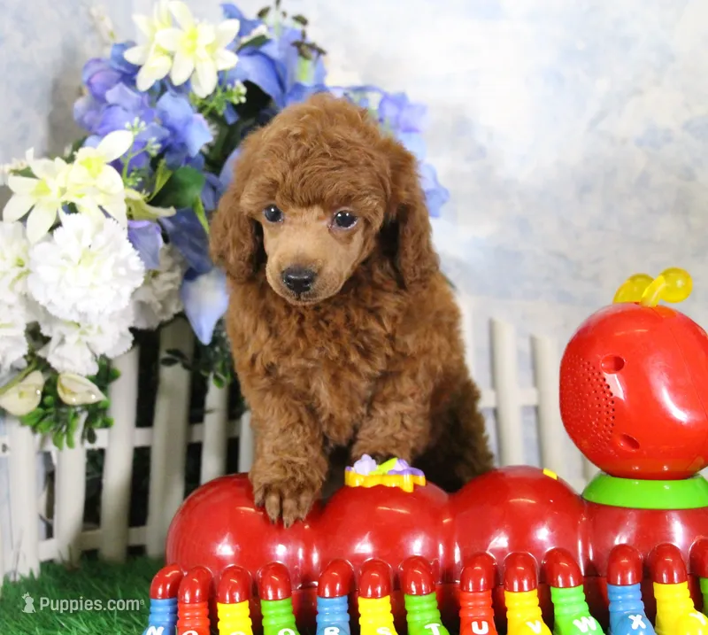 Foster, AKC Champion Sired – Poodle - Toy  puppy for sale in Butler, MO