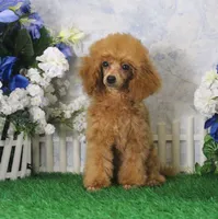 Skipper, AKC Champion Sired, a male Poodle - Toy  for sale in Butler, MO – 6 of 6