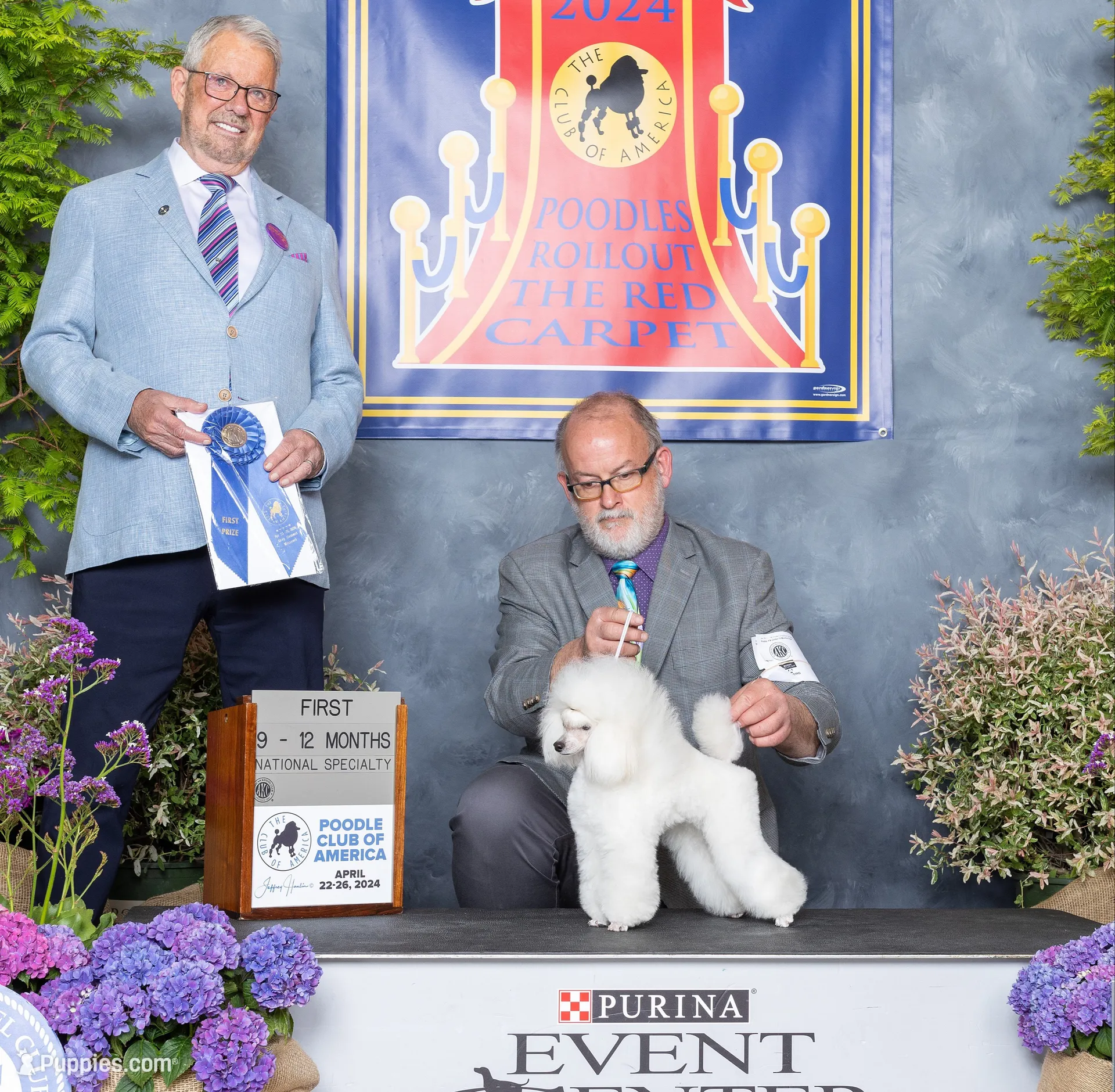 Sampson, KAC Champion Sired, a male Poodle - Toy  for sale in Butler, MO – 5 of 6