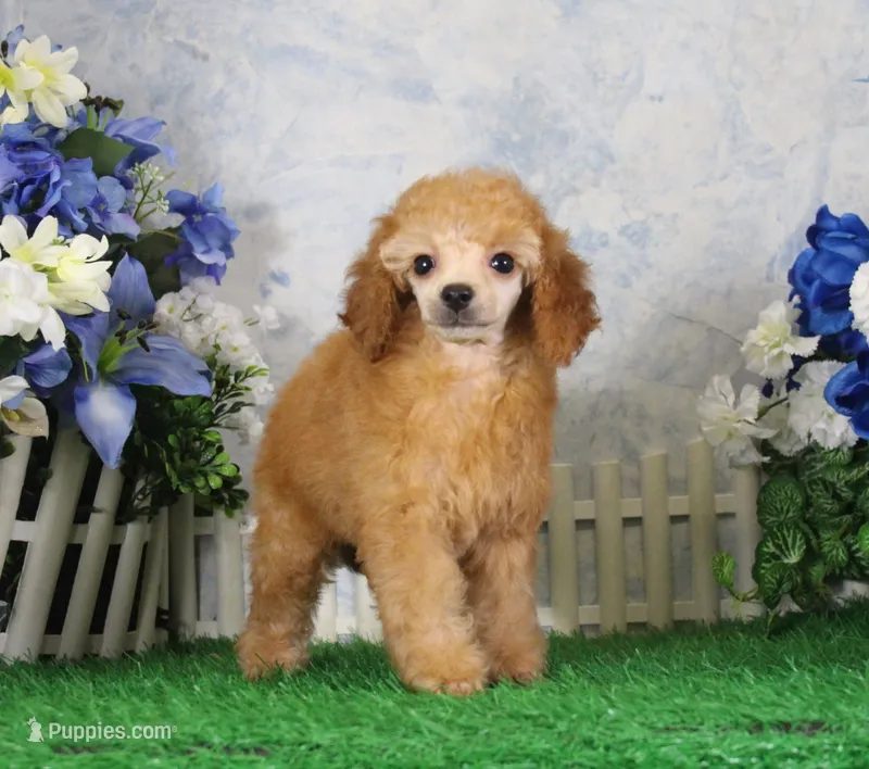 Bailey, AKC Champion Sired – Poodle - Toy  puppy for sale in Butler, MO