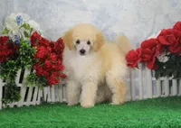 Ryan, AKC Champion Sired, a male Poodle - Toy  for sale in Butler, MO – Photo 5 of 9