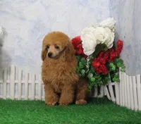 Tommy, AKC Champion Sired, a male Poodle - Toy  for sale in Butler, MO – Photo 3 of 8