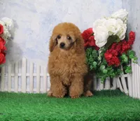 Tommy, AKC Champion Sired, a male Poodle - Toy  for sale in Butler, MO – Photo 1 of 8