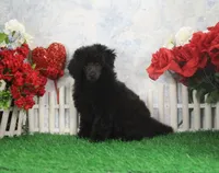 Roy, AKC Champion Sired, a male Poodle - Toy  for sale in Butler, MO – Photo 5 of 8