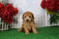 Tommy, AKC Champion Sired, a male Poodle - Toy  for sale in Butler, MO – Photo 6 of 8