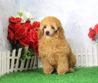 Tommy, AKC Champion Sired, a male Poodle - Toy  for sale in Butler, MO – Photo 2 of 8
