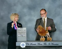 Tommy, AKC Champion Sired, a male Poodle - Toy  for sale in Butler, MO – Photo 7 of 8
