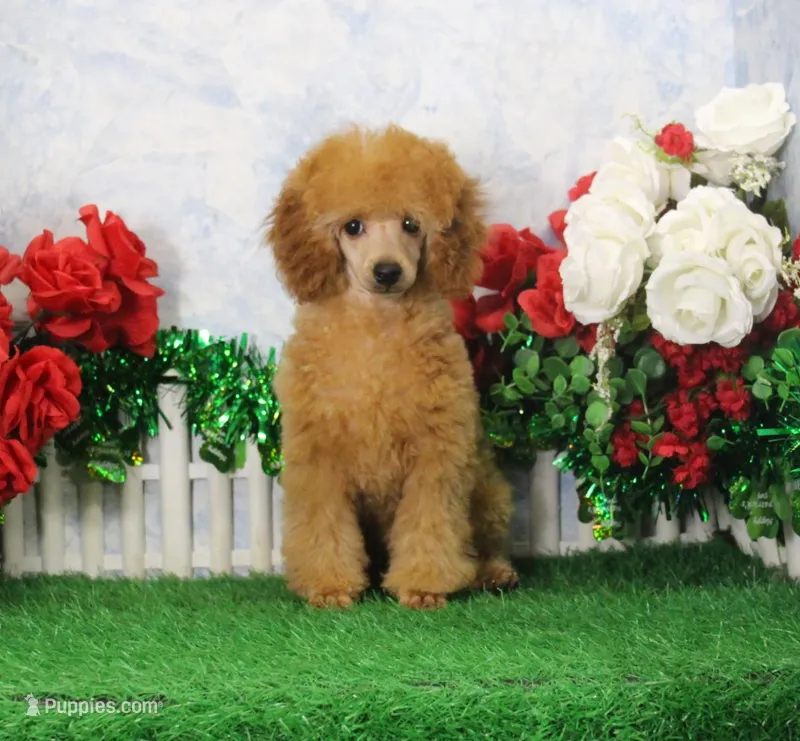 Tommy, AKC Champion Sired