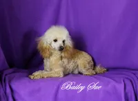 Tommy, AKC Champion Sired, a male Poodle - Toy  for sale in Butler, MO – Photo 8 of 8