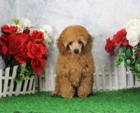 Tommy, AKC Champion Sired, a male Poodle - Toy  for sale in Butler, MO – Photo 4 of 8