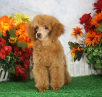 Tate, AKC Champion Sired, a male Poodle - Toy  for sale in Butler, MO – 5 of 8
