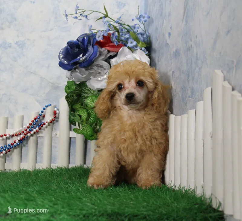 Snoozy, AKC Champion Sired – Poodle - Toy  puppy for sale in Butler, MO