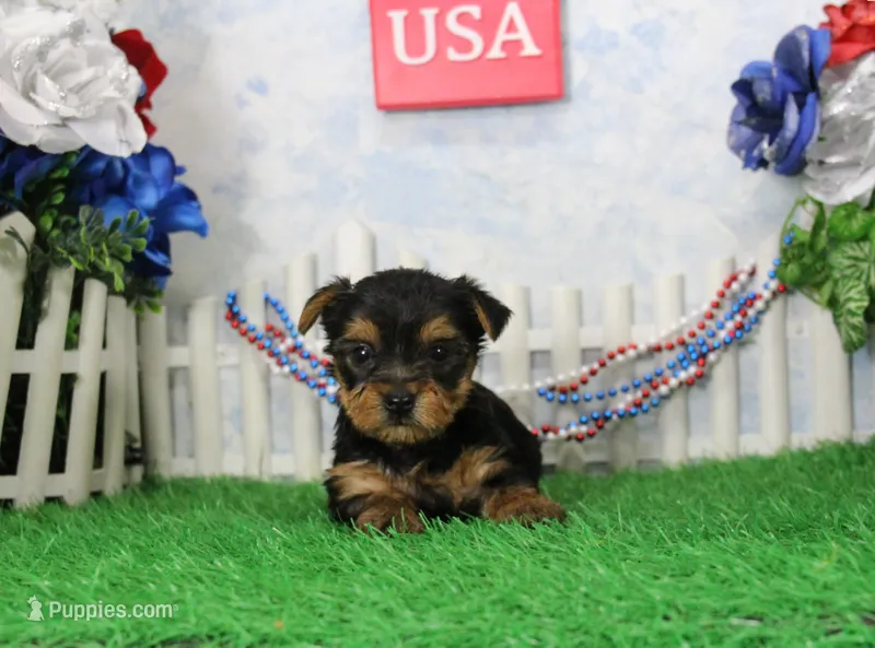 Yesterday, AKC – Yorkshire Terrier puppy for sale in Butler, MO