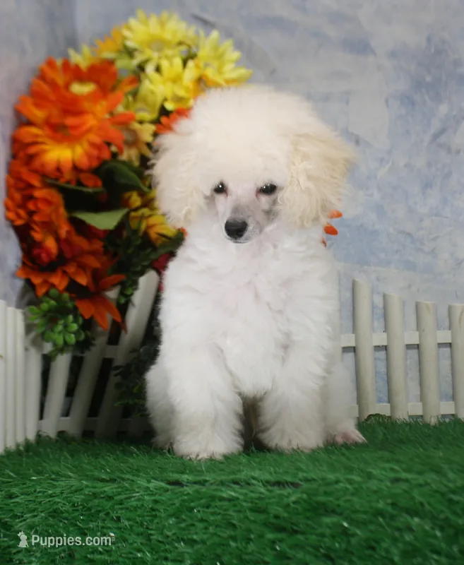 Dewey, AKC Champion Sired – Poodle - Toy  puppy for sale in Butler, MO