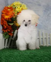 Dewey, AKC Champion Sired, a male Poodle - Toy  for sale in Butler, MO – 1 of 7