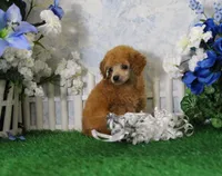 Bailey, AKC Champion Sired, a male Poodle - Toy  for sale in Butler, MO – 5 of 7
