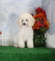 Parker, AKC Champion Sired, a male Poodle - Toy  for sale in Butler, MO – 4 of 6