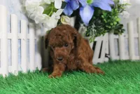 Felicia, AKC Champion Sired, a female Poodle - Toy  for sale in Butler, MO – 4 of 4