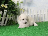 Shazam, AKC Champion Sired, a male Poodle - Toy  for sale in Butler, MO – 2 of 6