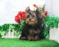 Hobo, AKC, a male Yorkshire Terrier for sale in Butler, MO – Photo 6 of 8