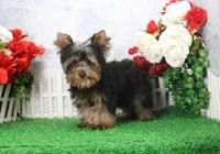 Hobo, AKC, a male Yorkshire Terrier for sale in Butler, MO – Photo 2 of 8