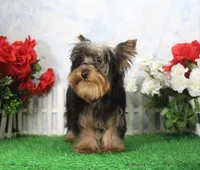 Hobo, AKC, a male Yorkshire Terrier for sale in Butler, MO – 5 of 9