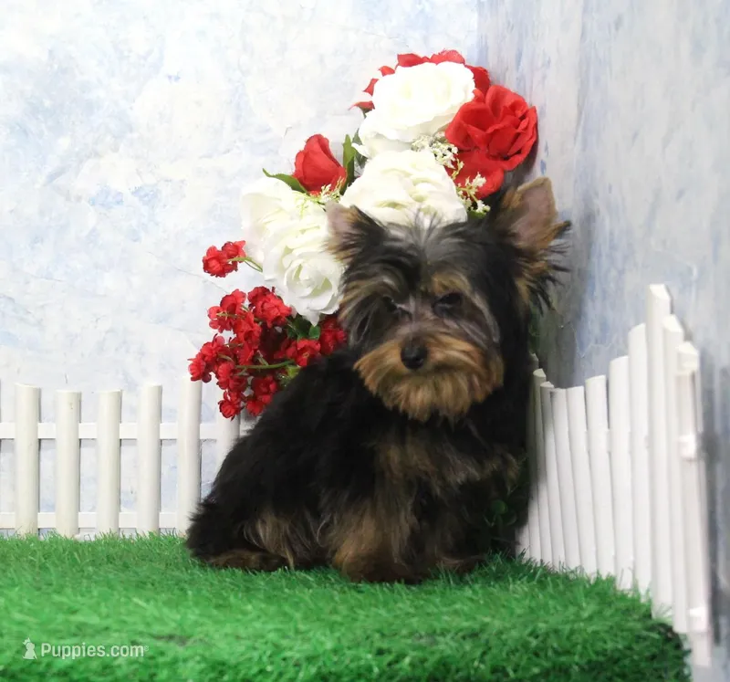 Hobo, AKC – Yorkshire Terrier puppy for sale in Butler, MO
