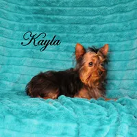 Hobo, AKC, a male Yorkshire Terrier for sale in Butler, MO – Photo 8 of 8