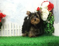 Hobo, AKC, a male Yorkshire Terrier for sale in Butler, MO – Photo 3 of 8
