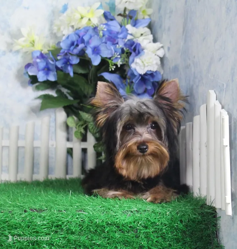 Hobo, AKC – Yorkshire Terrier puppy for sale in Butler, MO