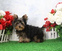 Hobo, AKC, a male Yorkshire Terrier for sale in Butler, MO – Photo 4 of 8