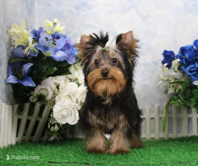 Hobo, AKC – Yorkshire Terrier puppy for sale in Butler, MO